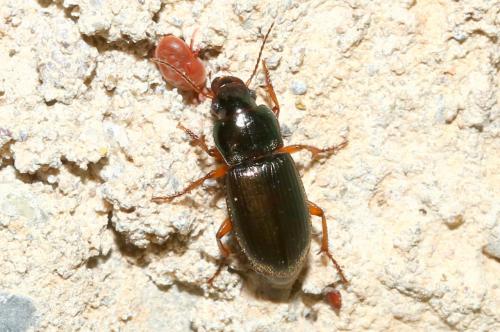 Réf. 182 485 : Harpalus affinis
